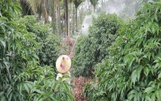 如何化学防治荔枝病虫害,合理选用福乳油或虫螨乳油