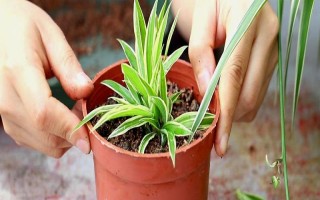 怎么扦插牡丹吊兰，春秋季扦插最易成活