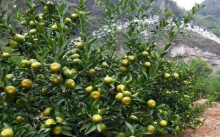 冬季种植果树有什么优势，冬季种植能够充分利用果树的休眠期