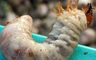 花生叶子发黄的原因，土壤、施肥、缺素等因素都会导致