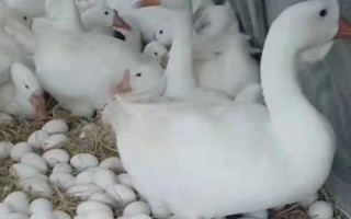 鹅过多久产一枚蛋，通常会每隔2天产1枚蛋