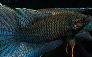 越南黑叉尾斗鱼好不好养，饲养难度不大