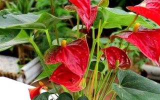 红掌的浇水方法，应在温暖的天气中进行