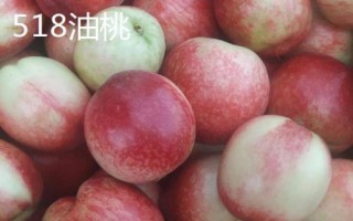 油桃的品种，是夏季水果