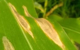 玉米大斑病怎么防治，可喷施多菌灵、百菌清等药剂