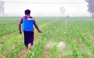 玉米防病的关键时期，取决于病害的种类