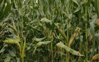 凯育18玉米品种简介，做好病虫害防治工作