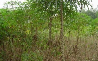 怎么防治木薯病虫害，需根据具体类型采取针对性措施