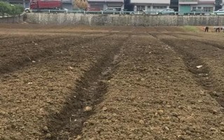 韭菜的种植方法，可有性繁殖也可以无性繁殖