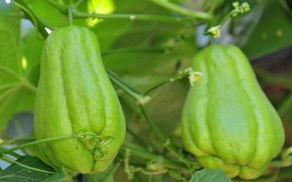 佛手瓜简介，原产于墨西哥、中美洲和西印度群岛