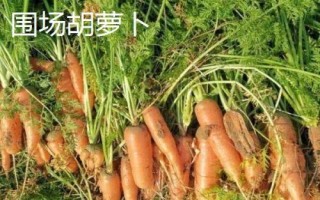 河北省围场满族蒙古族自治县的特产,围场马铃薯是国家地理标志产品