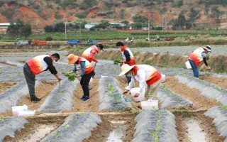 豌豆的套种技术,豌豆可以套种玉米、烟草等