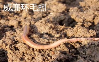 手碰到蚯蚓会不会感染寄生虫，一般不会