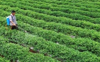 花生结荚期怎么管理,结荚初期亩施复合肥10-15公斤