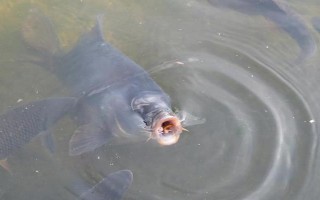 冬天鱼浮头的原因，可能是缺氧或趋温性所致