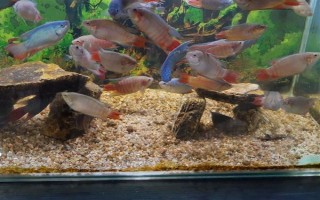 斗鱼烧尾的原因，可能是水质太差或细菌感染所致