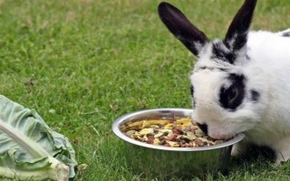 预防兔子感冒的方法，在兔舍中放置毛毯可供兔子御寒