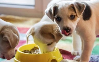 狗狗突然呕吐的原因,可能是吃的太多所致