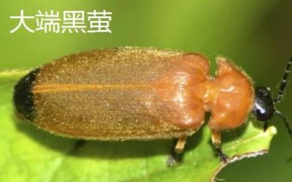 萤火虫种类,不同品种的体型不同