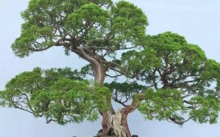 养殖针柏树盆景的方法，需根据当前季节调整浇水频率