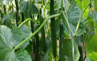 如何防治黄瓜白粉病，种植前可用烟熏剂密闭熏棚