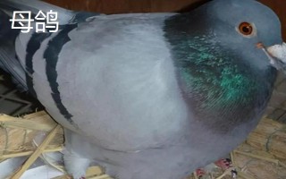 鸽子怎么区分公母,可从体型、性情和羽毛等方面区分