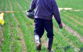 怎么使用微量元素水溶肥，分为土壤施肥、种子处理、根外追肥