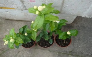 虎头茉莉怎么养殖，生长期间每隔半个月追施一次复合肥