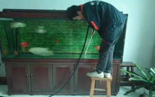 锦鲤侧翻但未死亡怎么处理,环境不适可静养一段时间
