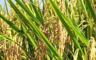 吉洋100水稻品种的特性,晚熟品种