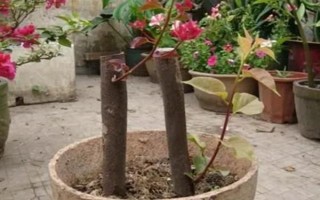 三角梅如何繁殖，可扦插也可高压繁殖