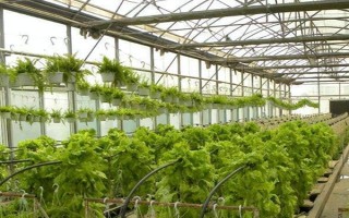 在智慧农业大棚内种植要注意什么,需按照北高南低的原则种植蔬菜