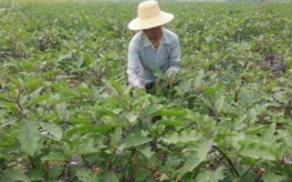 菌核净的作用，可有效防治瓜果蔬菜的灰霉病、菌核病等