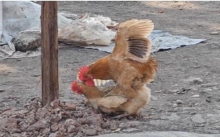 母鸡被踩背后过多长时间会产蛋，经过48小时左右便可生产