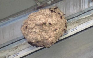 虎头蜂防蜂服的价格，一套需要180-240元左右