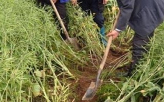 油菜高产栽培技术，苗龄达30-35天需及时移栽