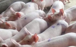 猪拉稀不吃食怎么办，需要立刻将猪隔离到单独的圈舍中