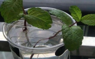 家中怎么水培仙客来，选择透明的玻璃瓶作为容器