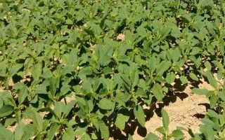 龙达130大豆种子特点，该品种亚有限结荚习性