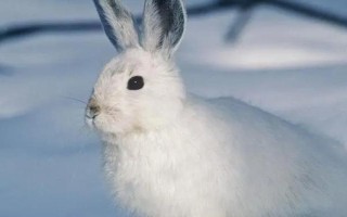 兔子脸上长脓包的治疗方法，一般需要通过手术切除脓包