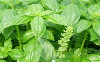 罗勒和荆芥的区别，叶片、味道和叶柄均不同