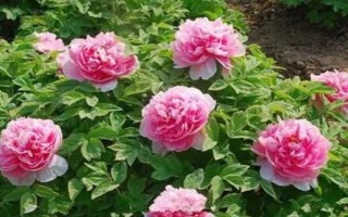 12月份能地栽牡丹吗，耐寒力较强能在12月份地栽