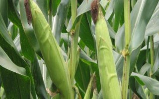 墨瞳玉米种子特点，该品种喜肥水