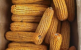 西南地区适合种植的玉米品种，常见的有鄂玉10号、强硕168等