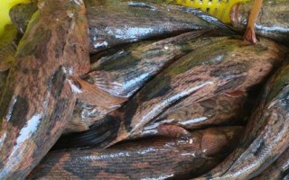 笋壳鱼是什么鱼，属淡水鱼类