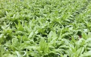 莴笋的种植技术,播种前需先把苗床浇湿浇透再播种