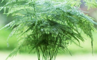 文竹叶面水一天喷几次,一天喷一次即可