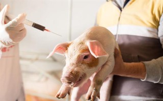 育肥猪喂玉米面筛片是粗还是细，喂细筛片更容易消化