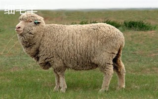 羊的繁殖性能介绍，不同品种的繁殖能力有区别