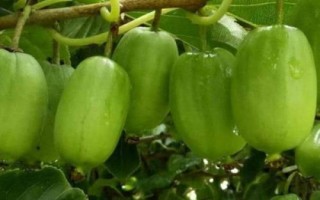软枣猕猴桃生长几年才能结果,种植第4-5年通常会进入盛果期